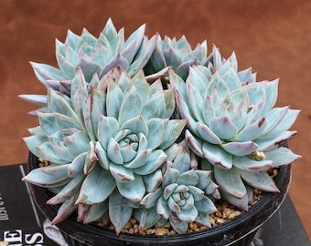 アエオニウム・ライチ - 生きた植物、P164 - Etsy 日本