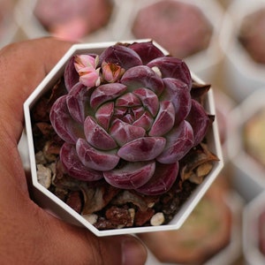 Echeveria Mini - Lebende Sukkulente