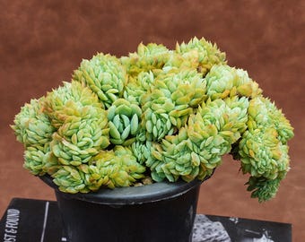 Echeveria Berry Crested - Plantas vivas, YP191