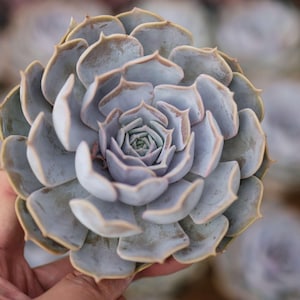 Echeveria lilacina   - Live Succulent