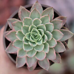 Echeveria &#39;Hera&#39; - Live Succulent