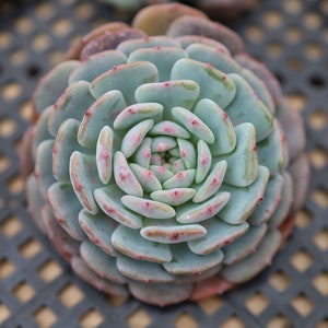 Echeveria &#39;Fat white&#39;, rara suculenta viva