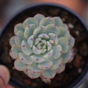 Echeveria minima variegated - Live Succulent