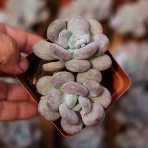 Pachyphytum, Rare Live Succulent