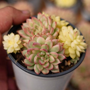 Echeveria Mebina Variegated, Rare Live Succulent