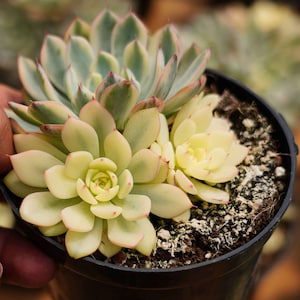 Echeveria Minima Variegated , Rare Live Succulent