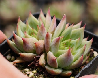 生きた多肉植物 - 珍しい多肉植物 - エケベリア「タイニーバーガー