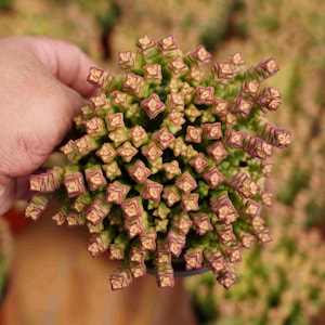 Crassula &#39;Tom Thumb&#39; - Live Succulent