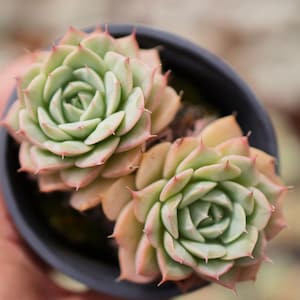 Echeveria Deresina - Lebende Sukkulente