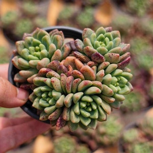 Echeveria &#39;Chaneler&#39; - Lebende Sukkulente
