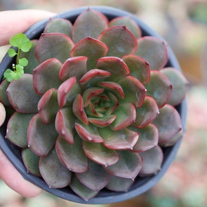 Echeveria &quot;&quot;Black Feather&quot;&quot; - Lebende Sukkulente.&quot;