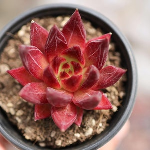 Echeveria &#39;Soul&#39;   - Live Succulent