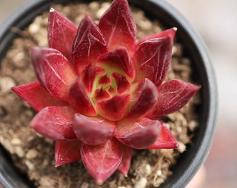 エケベリア ウェディング リング、多肉植物、多肉植物ギフト - Etsy 日本