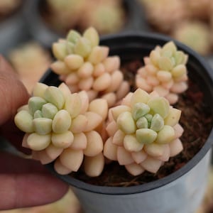 Pachyphytum &#39;Bubble Gum&#39; - Live Succulent