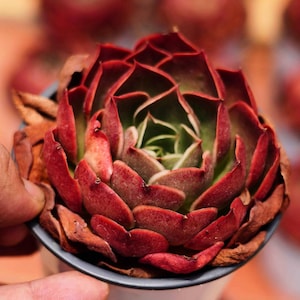 Echeveria &quot; Relena &quot;  - Live Succulent