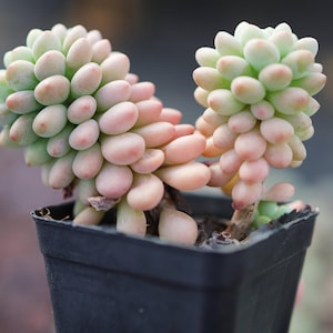 Echeveria &quot;Daphne&quot;- Live Succulent