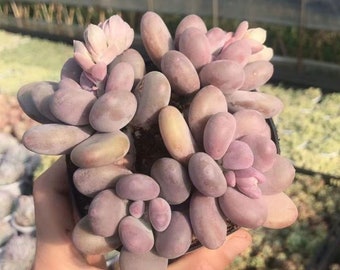 Graptopetalum amethystinum , Rare Live Succulent