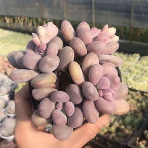 Graptopetalum amethystinum , Rare Live Succulent