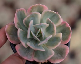 Echeveria Imbricata variegated - Live Succulent