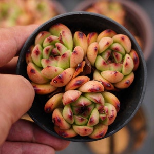 Echeveria &#39;TM&#39;- Live Succulent