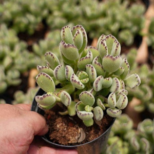 Cotyledon tomentosa - Live Succulent