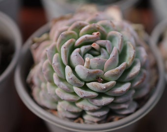 エケベリア シャビアナ トリュフ、多肉植物、多肉植物ギフト - Etsy 日本