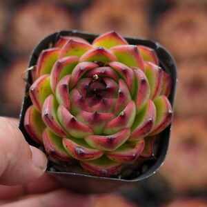 Echeveria &#39;Moon Stone&#39; - Live Succulent