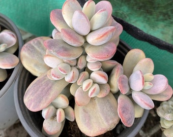 Cotyledon Orbiculata Cv. Short Round Leaf Variegated - Live Succulent