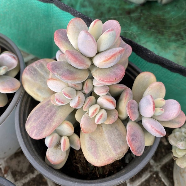 Cotyledon Orbiculata Cv. Short Round Leaf Variegated - Live Succulent