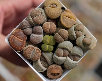 12 pieces Lithops - Live Succulent