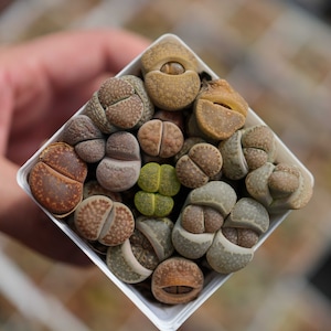 Lithops Treasures of Loveliness リトープス 洋書（◇ 詩的な