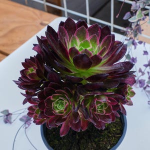 アエオニウム ネプチューン - 生きた植物、P173 - Etsy 日本