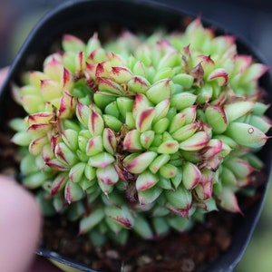 Echeveria Traumkönigin Cristation - Lebende Sukkulente