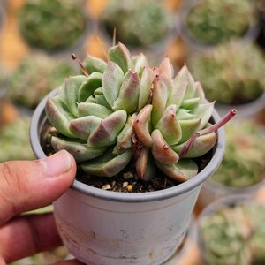 Graptoveria ‘Grimm’ Stone, Rare Live Succulent