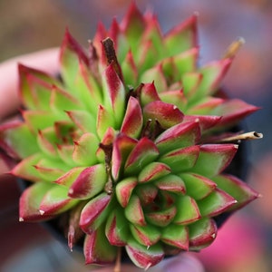Echeveria &quot;&quot;Dream Queen&quot;&quot; - Lebende Sukkulente.&quot;