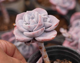Echeveria Sakura Fall - Live Succulent