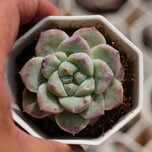 Echeveria &#39;Dwen&#39; Stone, seltene lebende Sukkulente