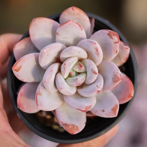 Echeveria &quot;Sang-A&quot; - Lebende Sukkulente.&quot;