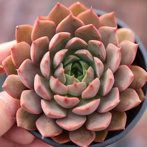 Echeveria &quot;Lady Rose&quot;- Live Succulent