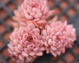 Echeveria &#39;blue peacock&#39;  , Rare Live Succulent