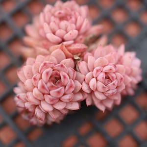 Echeveria 'blue peacock'  , Rare Live Succulent