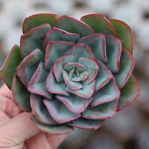Echeveria &#39;Julius&#39;, Seltene Lebende Sukkulente
