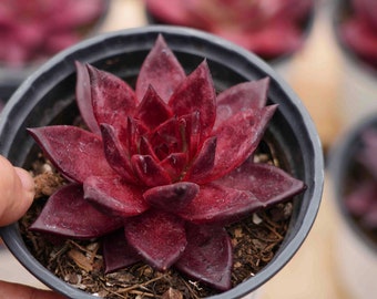 May include: A close-up of a dark red succulent plant in a black plastic pot. The plant has many leaves that are arranged in a rosette shape.