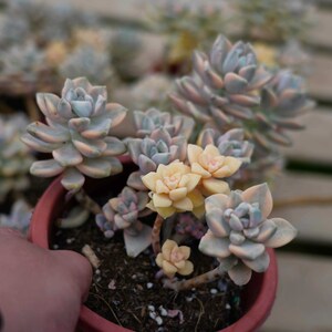 Graptoveria paraguayense bernalense variegata - Live Succulent