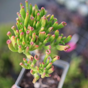 Crassula ovata &#39;Gollum&#39;- Live Succulent