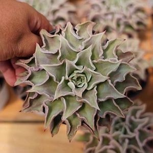 Echeveria madiba, Seltene Lebende Sukkulente