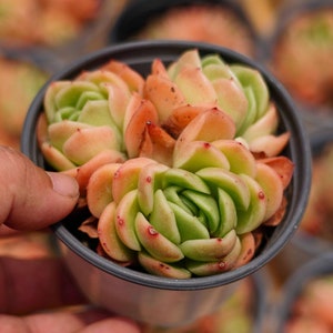 Echeveria &#39;Gilva&#39; - Lebende Sukkulente