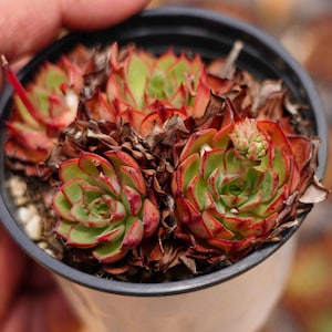 Echeveria &#39;Elizabeth&#39; - Live Succulent