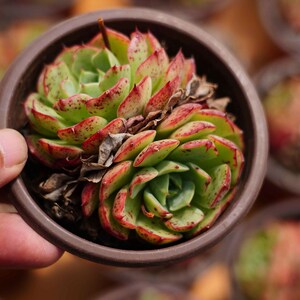 Echeveria &#39;Love Fire&#39;, Seltene Lebende Sukkulente