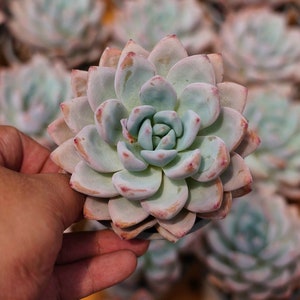 Echeveria &#39;Salmon&#39;, Rare Live Succulent